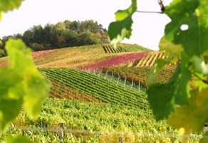 Weinberge